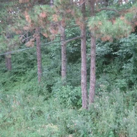 Cosy On Avala Mountain * 贝尔格莱德